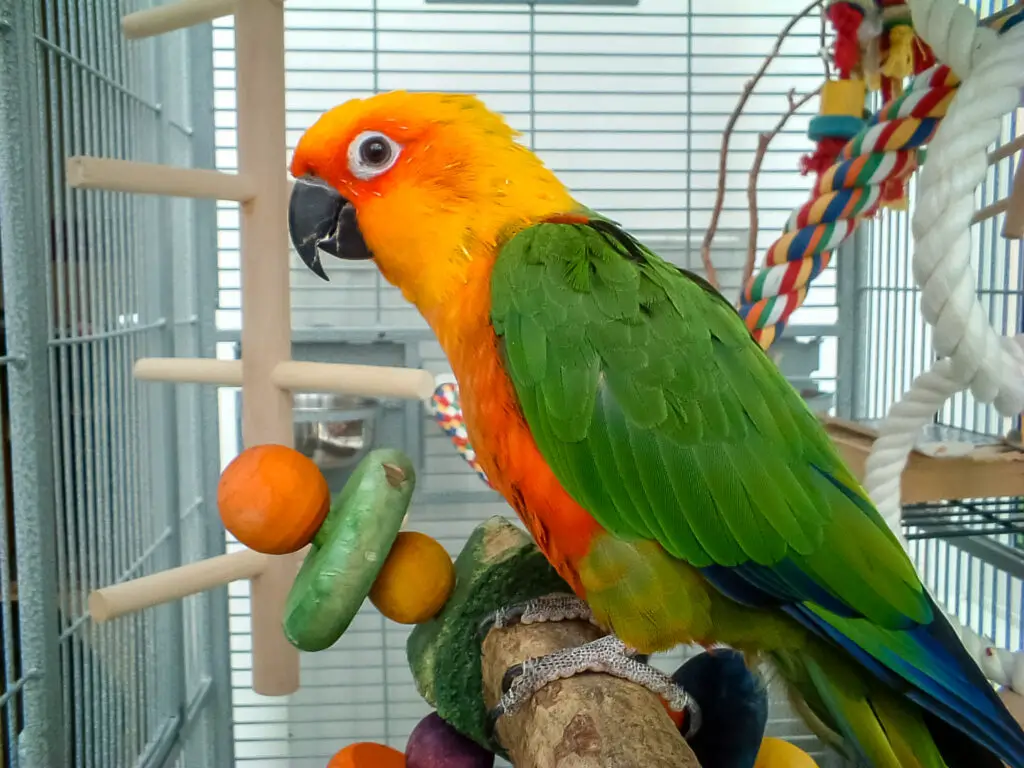 Everything You Need To Know About Parrot Beaks explained at Petrestart.com.