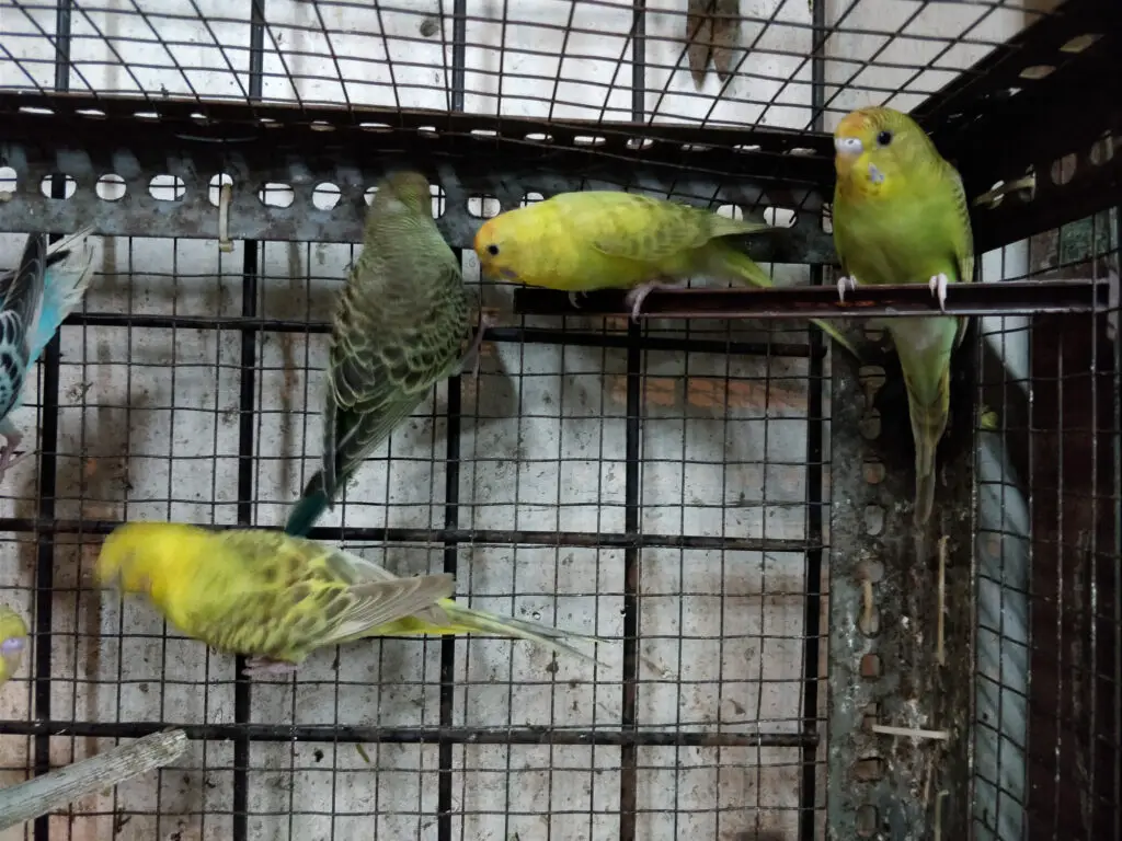 Cohabitation of parrots is explained at Petrestart.com.