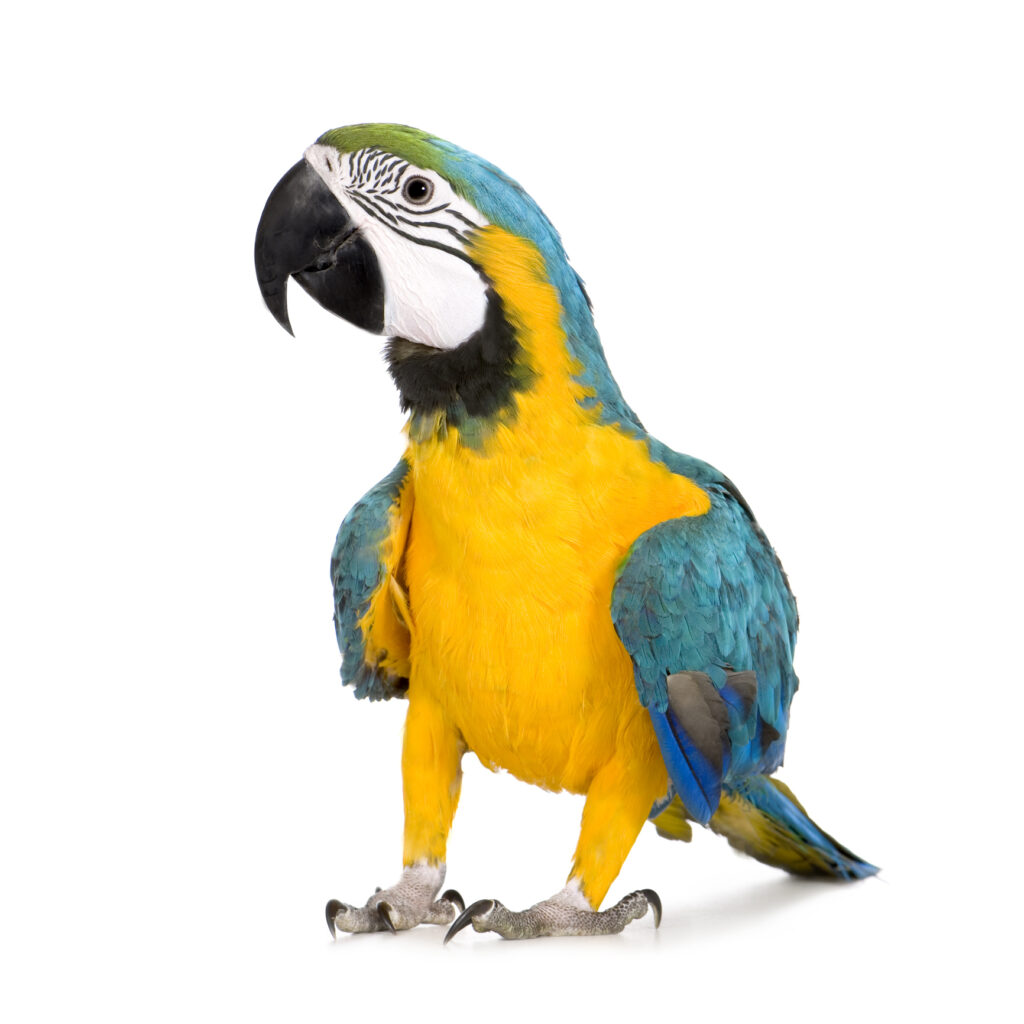 A macaw shows its healthy beak. Learn about parrot beaks at Petrestart.com.