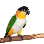 Everything You Need To Know About The Black-Headed Caique