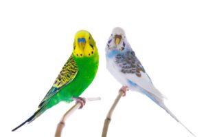 Noisy Parakeets And What To Do About It explained at Petrestart.com.