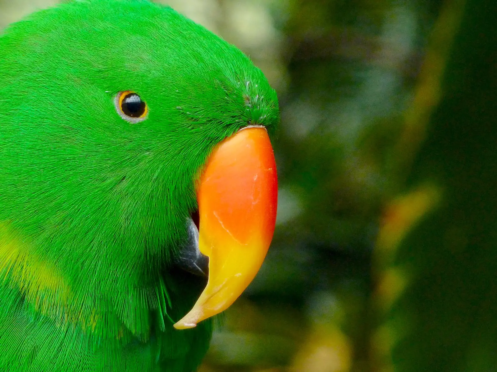 The Eclectus Parrot Price Guide Of 2023