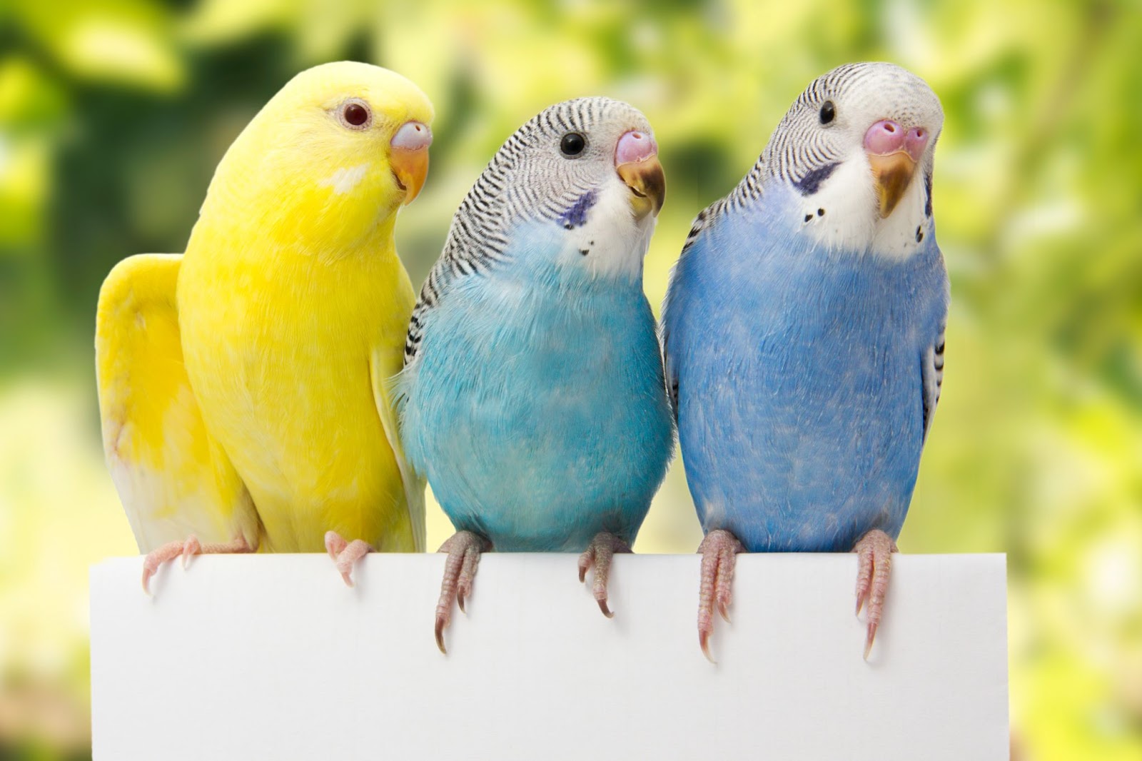 Parrotlets vs parakeets explained at Petrestart.com.
