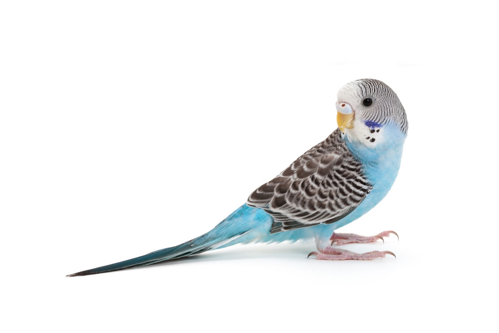 Budgie Molting: Everything You Need To Know