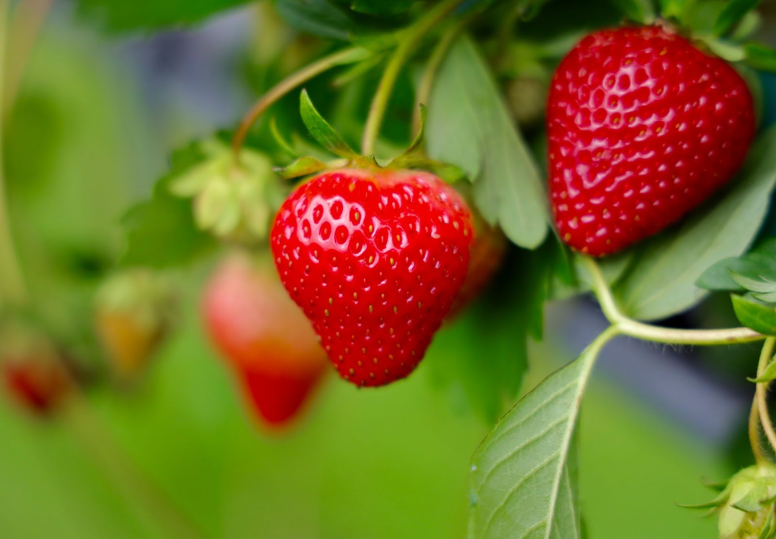 Can Lovebirds Eat Strawberries? (Find Out Here)