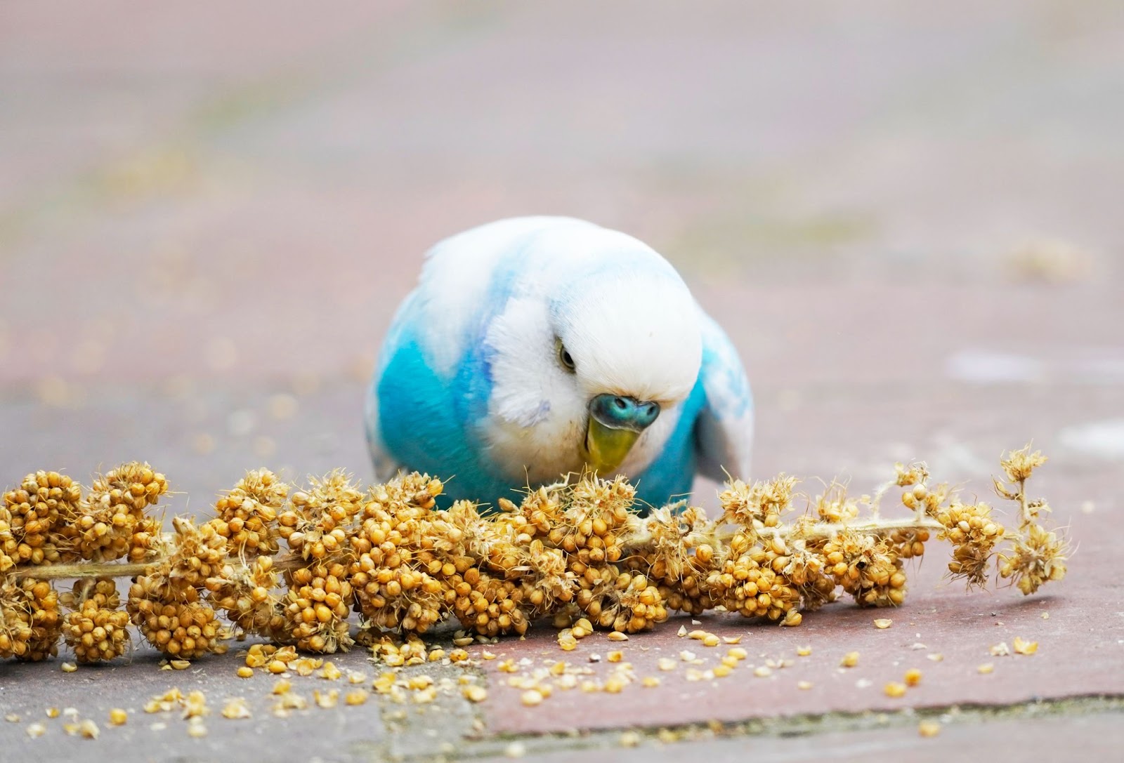 Do Parakeets Bites Hurt? (We’ve Got The Answer)