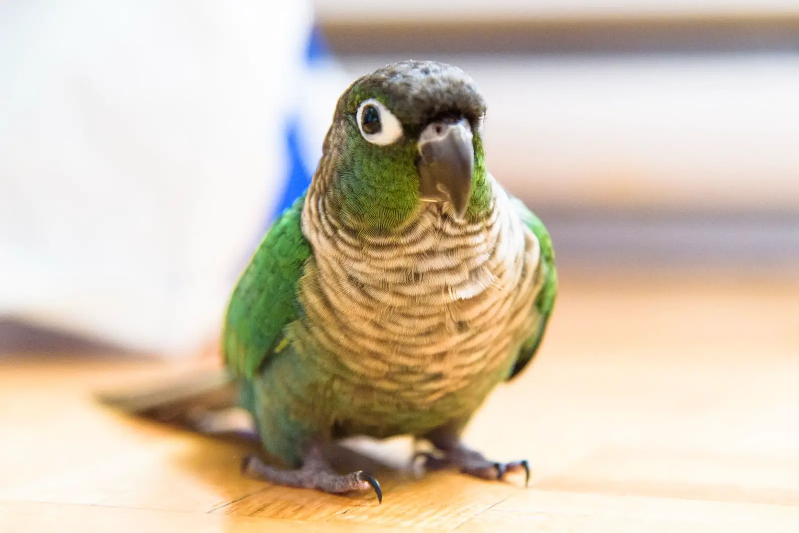 Green Cheek Conure Lifespan – How Long Do They Live? Find Out Here
