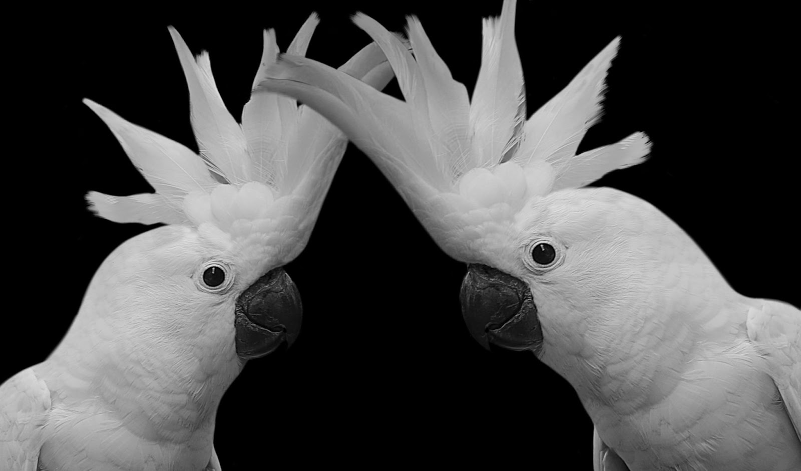 Parrot Beaks: All You Need To Know