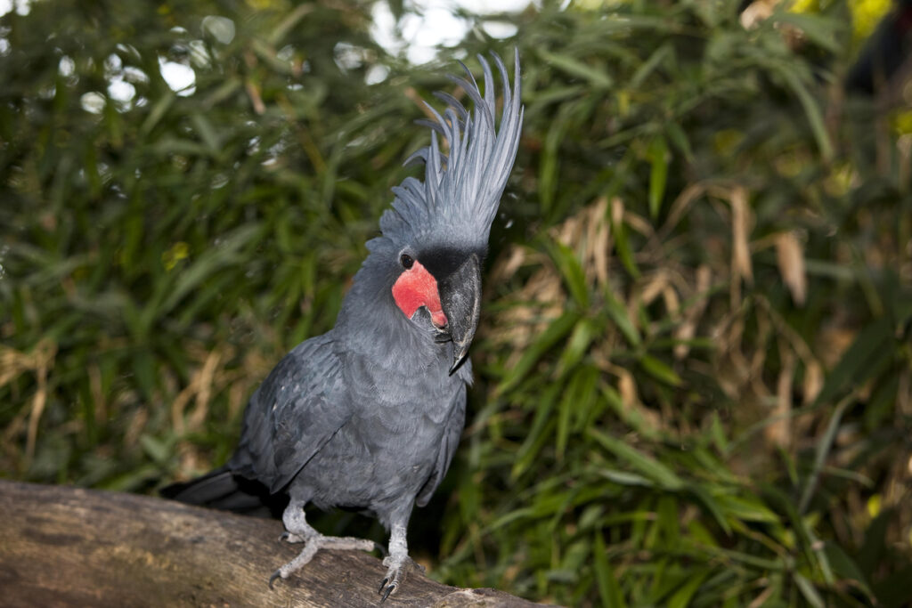 A black palm cockatoo.