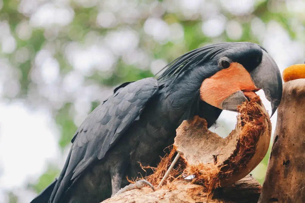 Black Palm Cockatoo's Diet explained at Petrestart.com.