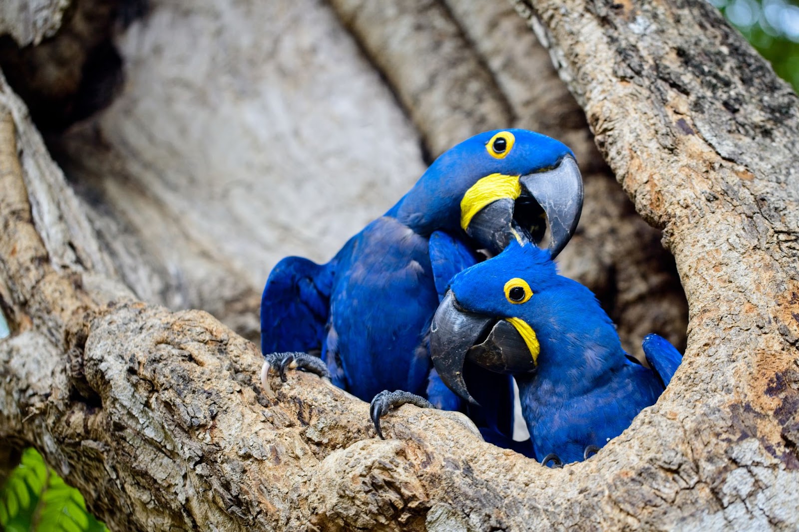 A Guide To The Hyacinth Macaw Price 2023 by Petrestart.com.