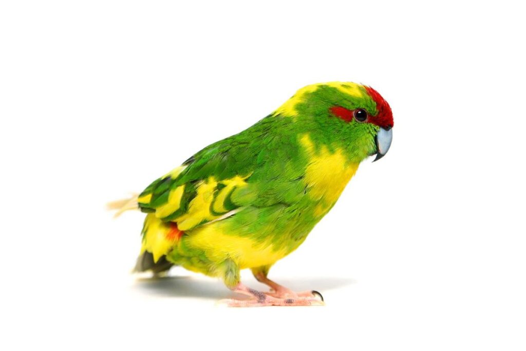 Kakariki parrot on a white background