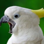 Why Cockatoos Dance