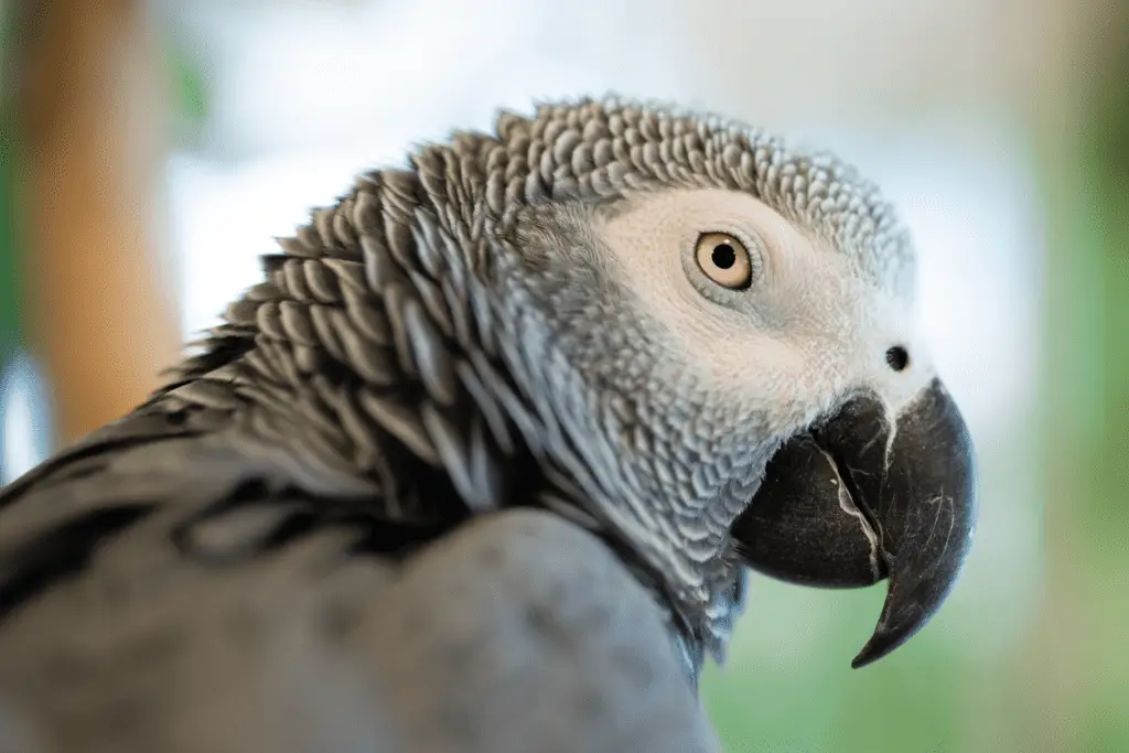 Examine The Color Of The Eyes - Your gray eyes tell it all. Find out how at Petrestart.com.