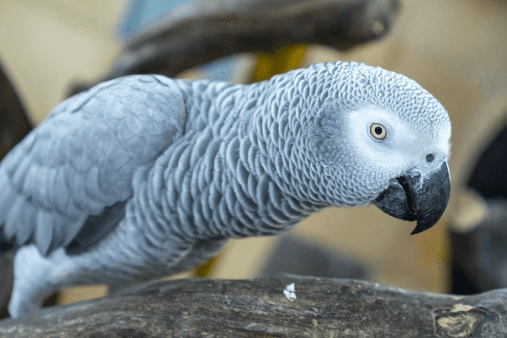 African Gray parrots live a long life, so ensure you get a healthy one like this from a breeder. Learn more at Petrestart.com.