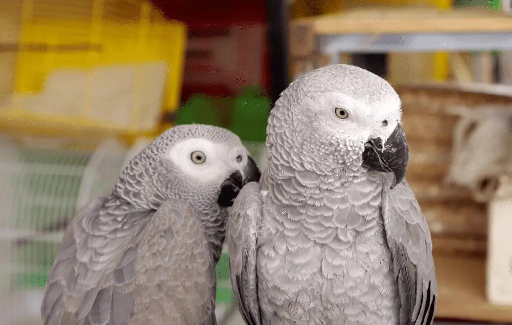 A pair of breeding African Greys are shown in this photo. Learn about African Gray cost and care at Petrestart.com.