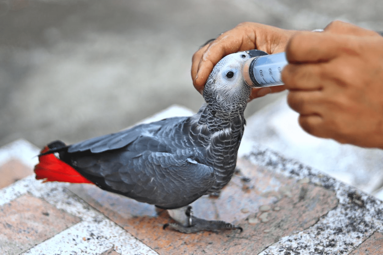 What Is The Best Age To Get An African Gray? Find out at Petrestart.com.
