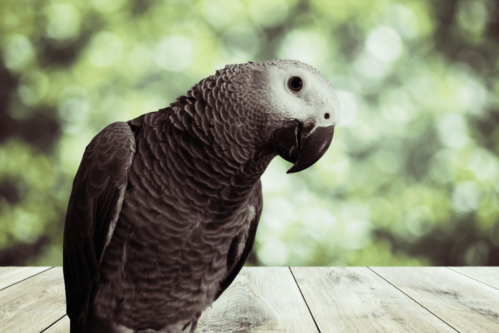 Is It A Good Idea To Adopt A Mature African Gray Parrot? Find out at Petrestart.com.