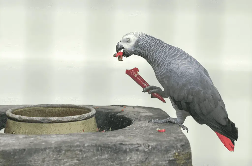 Free African Gray Parrot For Adoption explained at Petrestart.com.