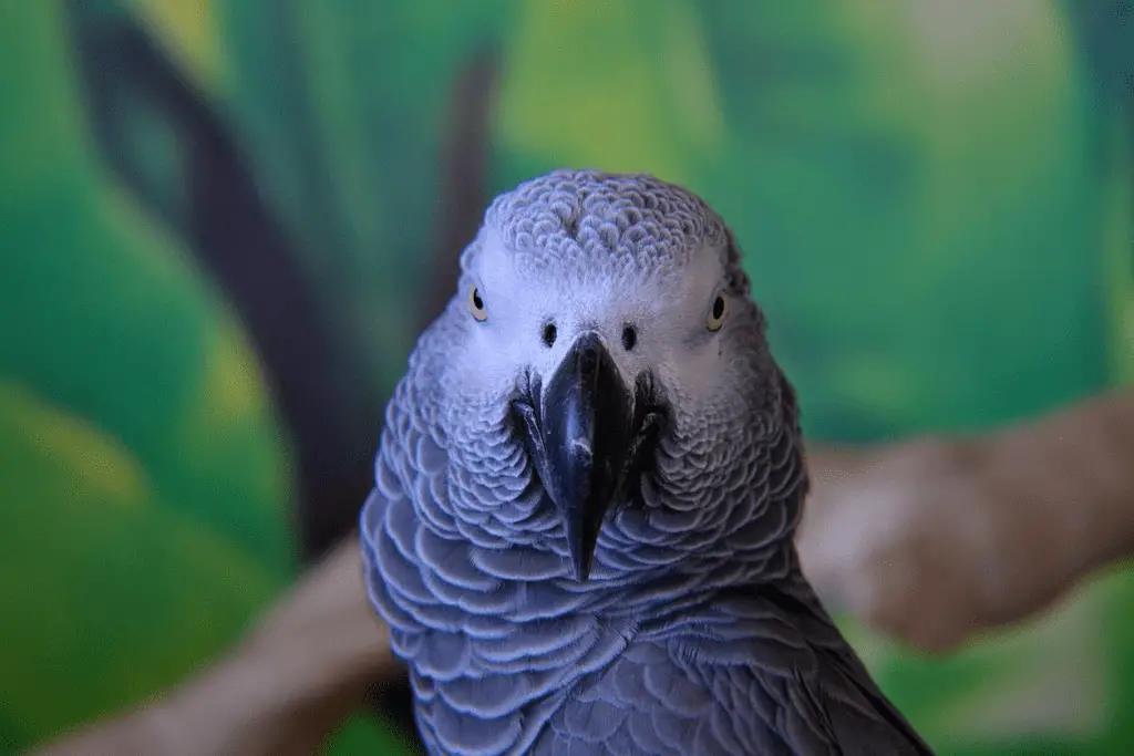 The Best African Gray Rescue In The US is explained at PetRestart.com.