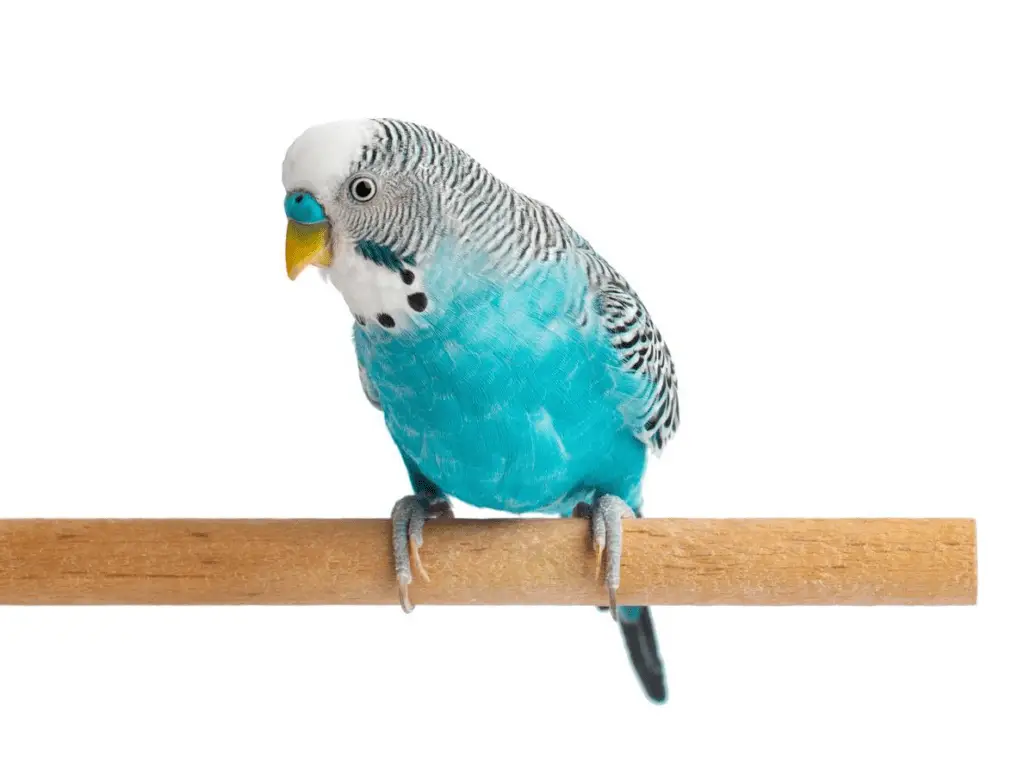 The Origin Of The Name Parakeet is explained in detail at PetRestart.com.
