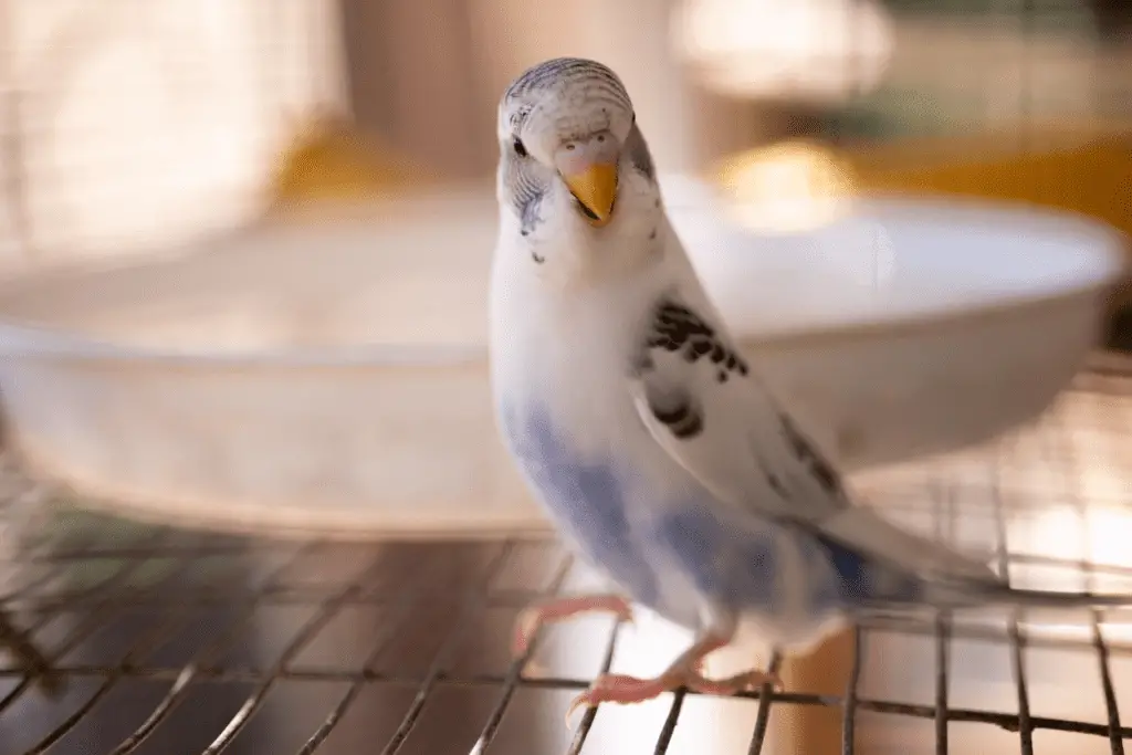 Learn about Budgie's temperament at PetRestart.com.