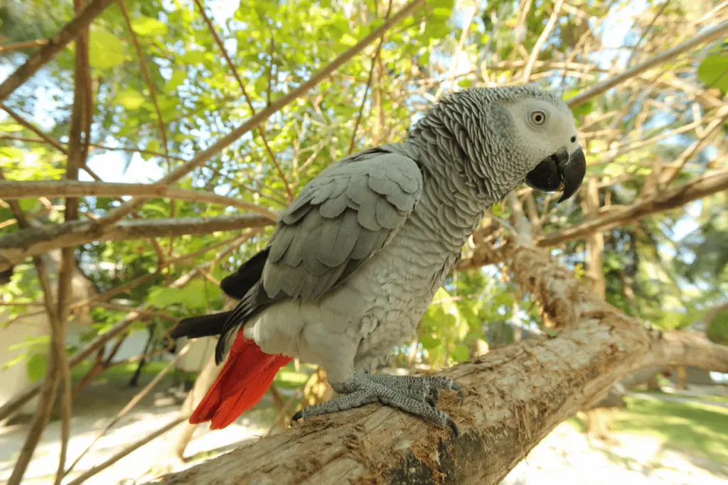 How Long Can African Grays Stay Without Food? Find out at Petrestart.com.
