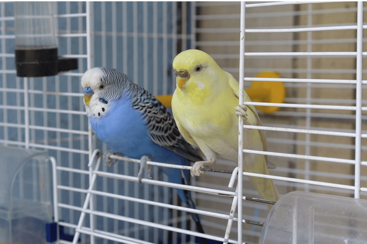 Budgie Vs. Parakeet - Differences and Similarities are explained at PetRestart.com.