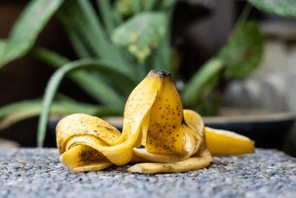 Can Budgies Consume Banana Peelings? Find out at PetRestart.com.