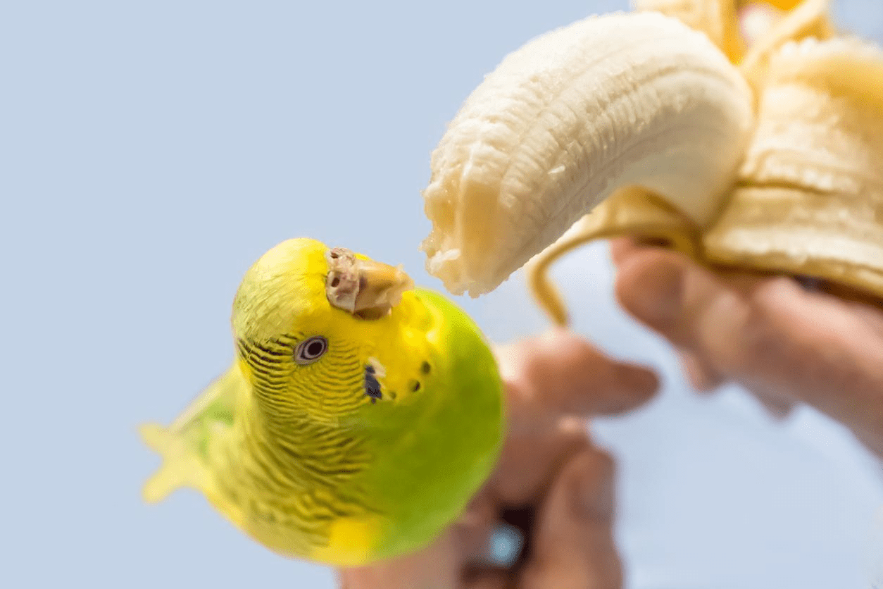 Can Budgie Eat Bananas? (Which Fruit Is Safe?) Find out at PetRestart.com.