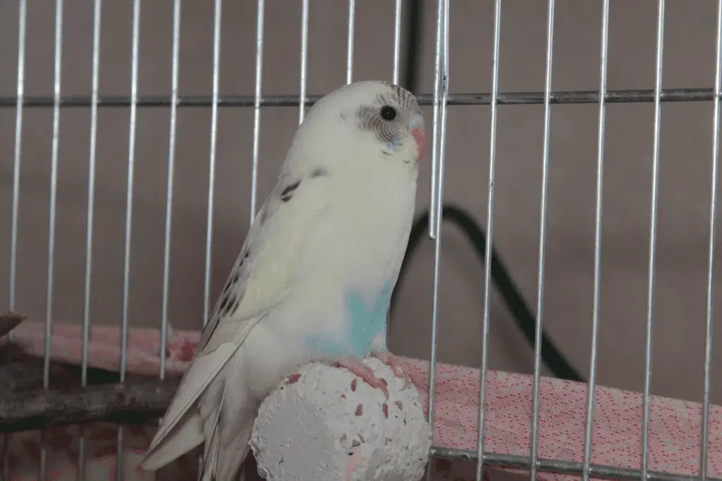 White budgie names are revealed at PetRestart.com.