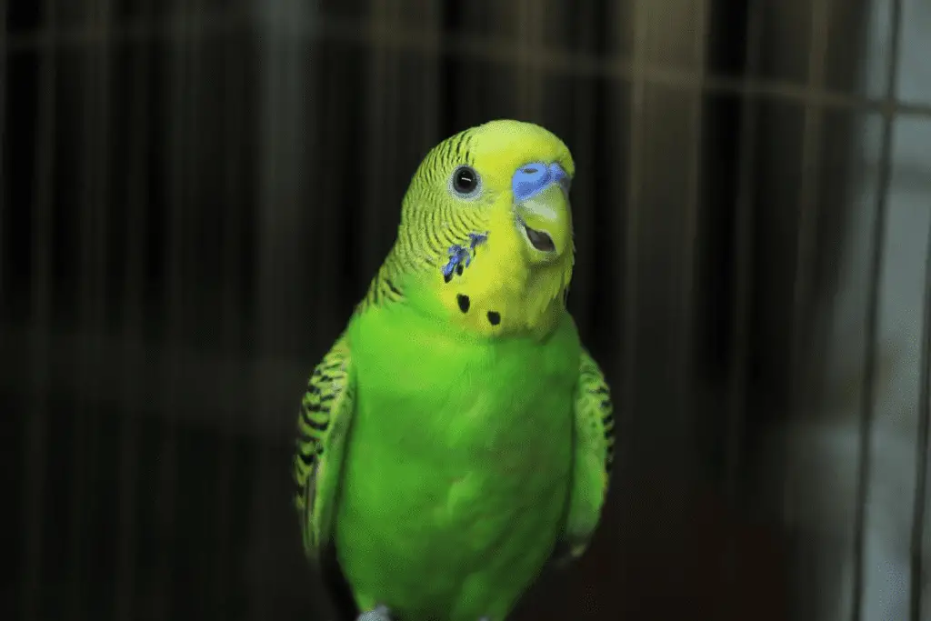 Male Budgie Names Revealed at PetRestart.com.