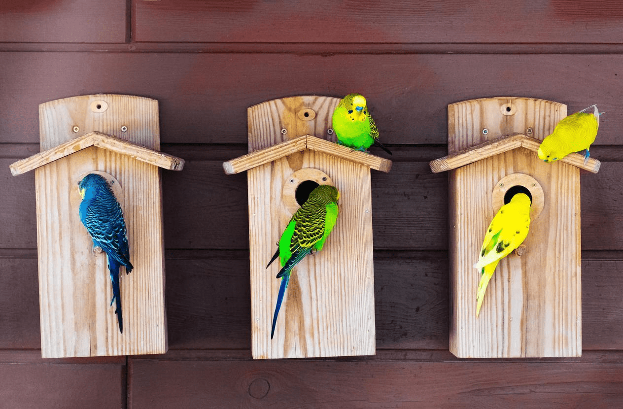 200 Of The Best Budgie Names Of All Time (2023 Version)