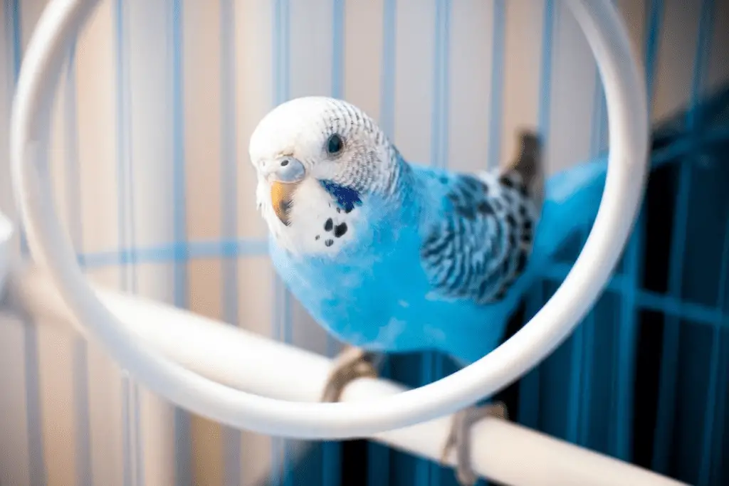 Blue Budgerigar Mutation is explained at PetRestart.com.