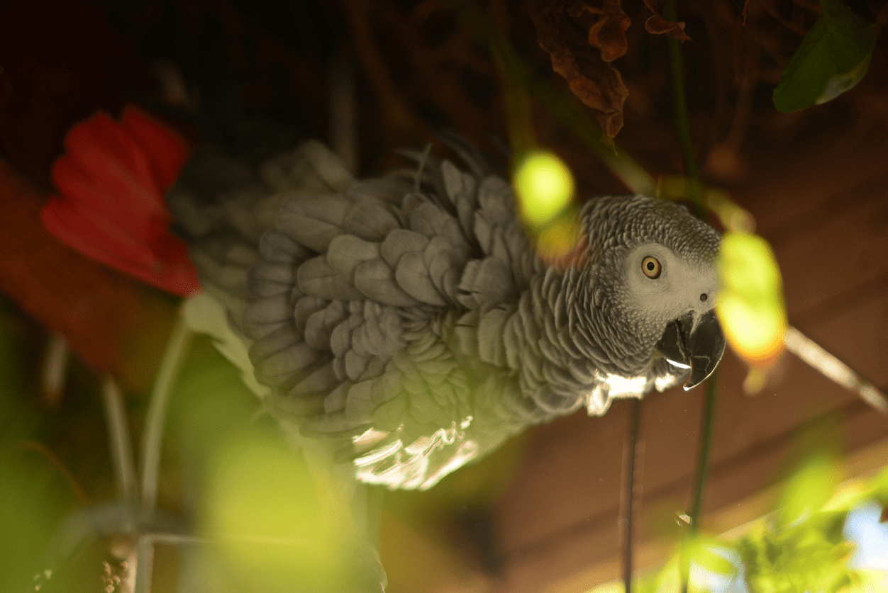 Where To Find An African Gray For Sale $200 Or Less