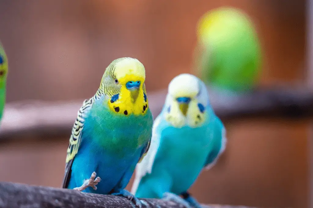 The Opaline Budgie color phase explained at PetRestart.com.