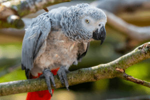 African Gray Parrot Lifespan - explained in detail at Petrestart.com.