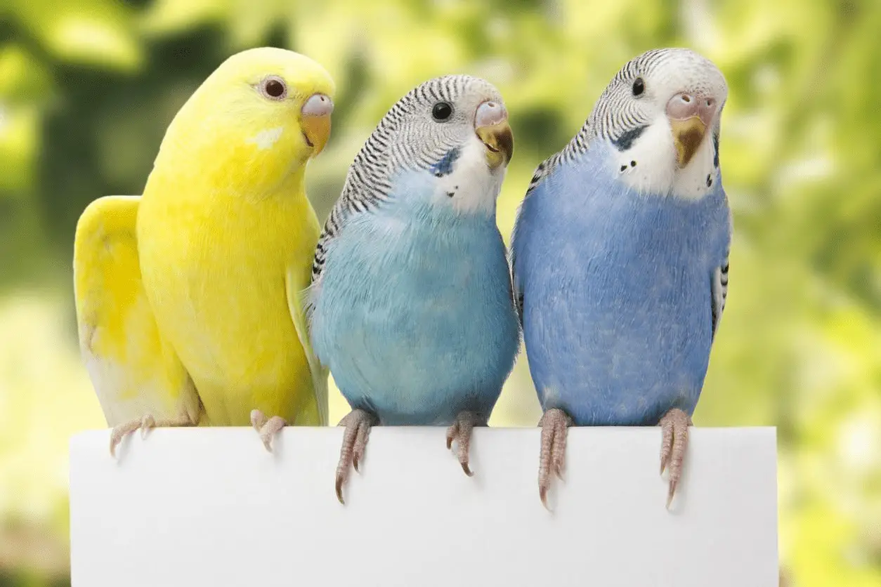 The Ultimate Budgie Colors Guide by Petrestart.com.
