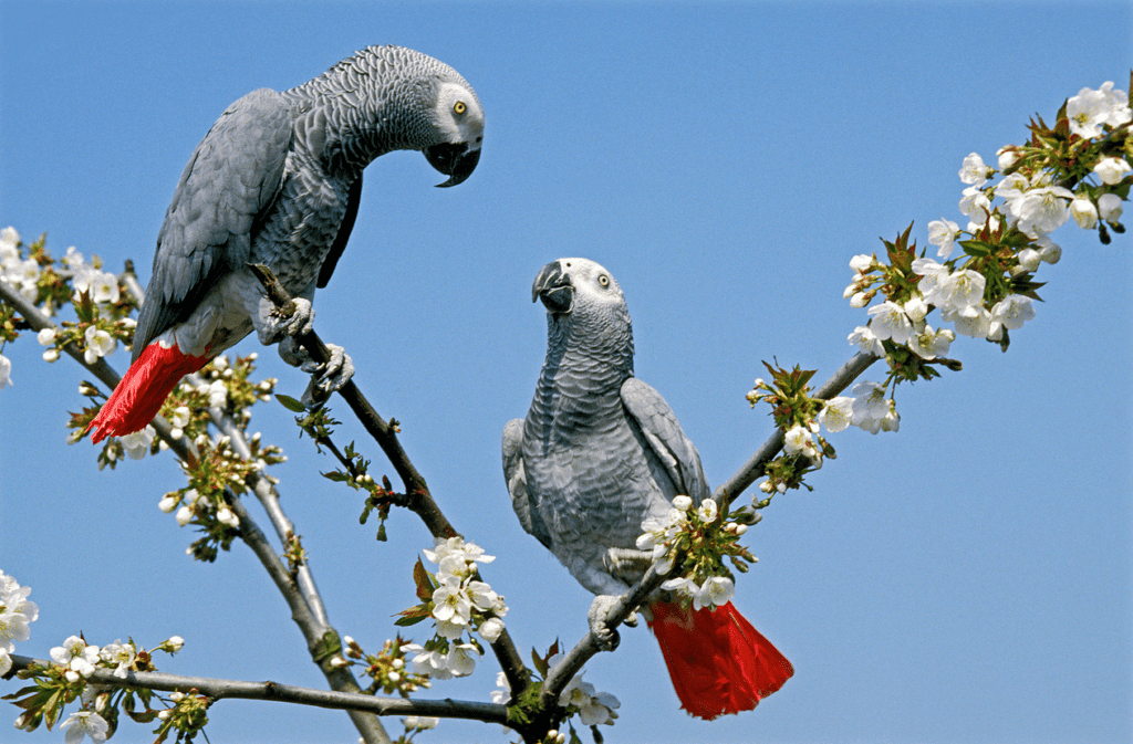 Where Can I Find An African Gray Parrot For $200 Or Less? Find out at Petrestart.com.