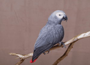 The African Gray Breeders Guide (For 2023) exclusively at Petrestart.com.
