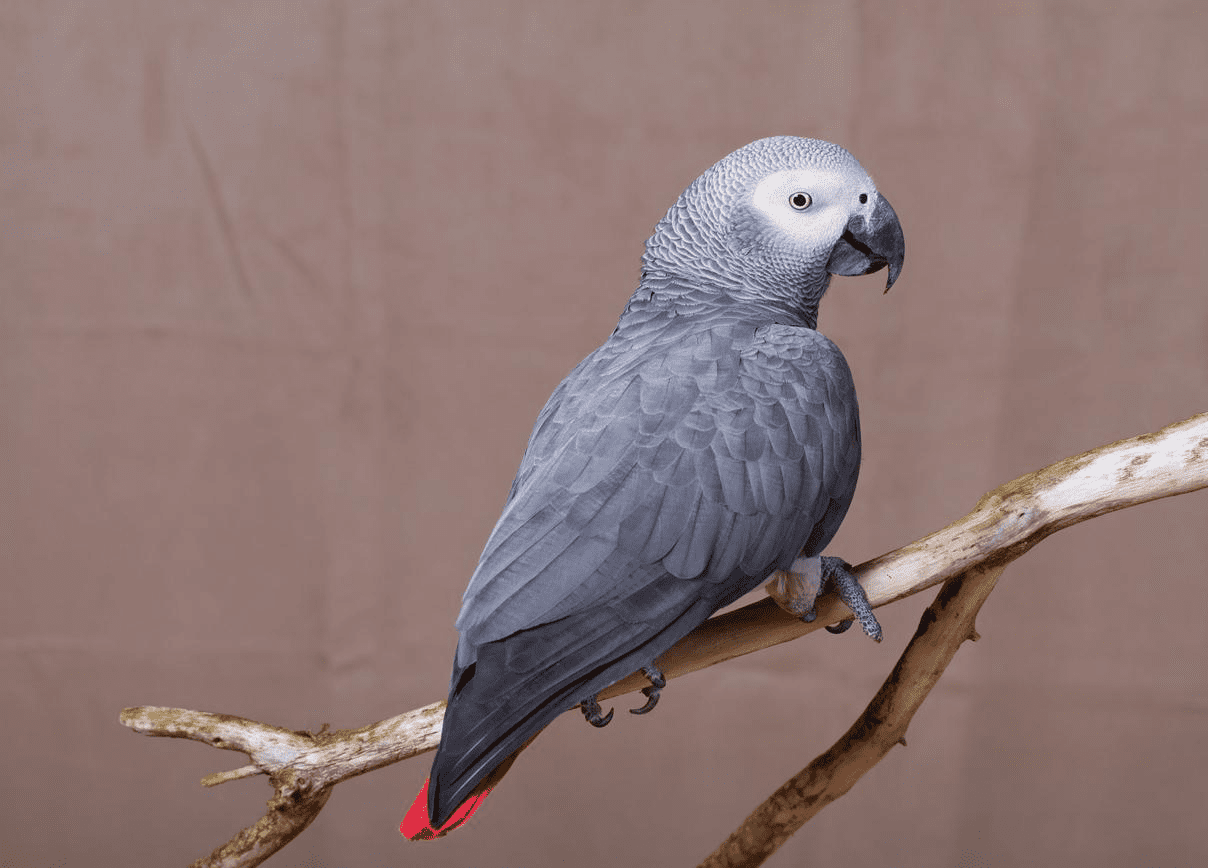 The African Gray Breeders Guide (For 2023)