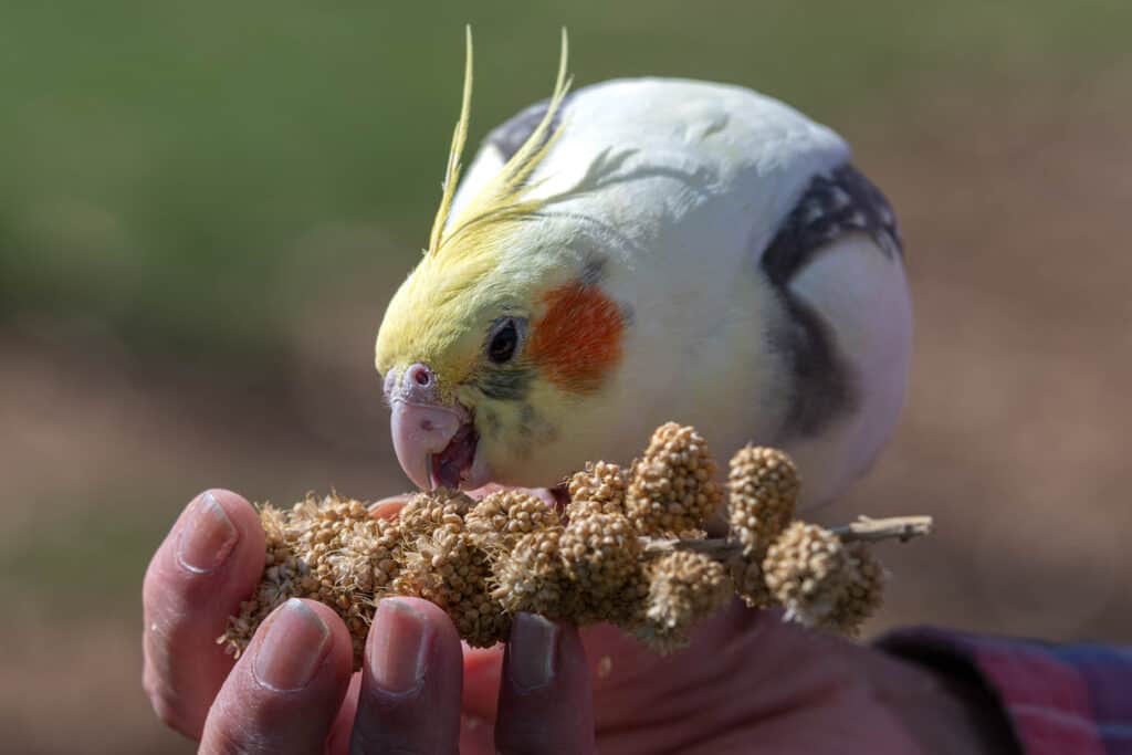 A Cockatiel eats out of its handler's hand in this file photo at Petrestart.com.