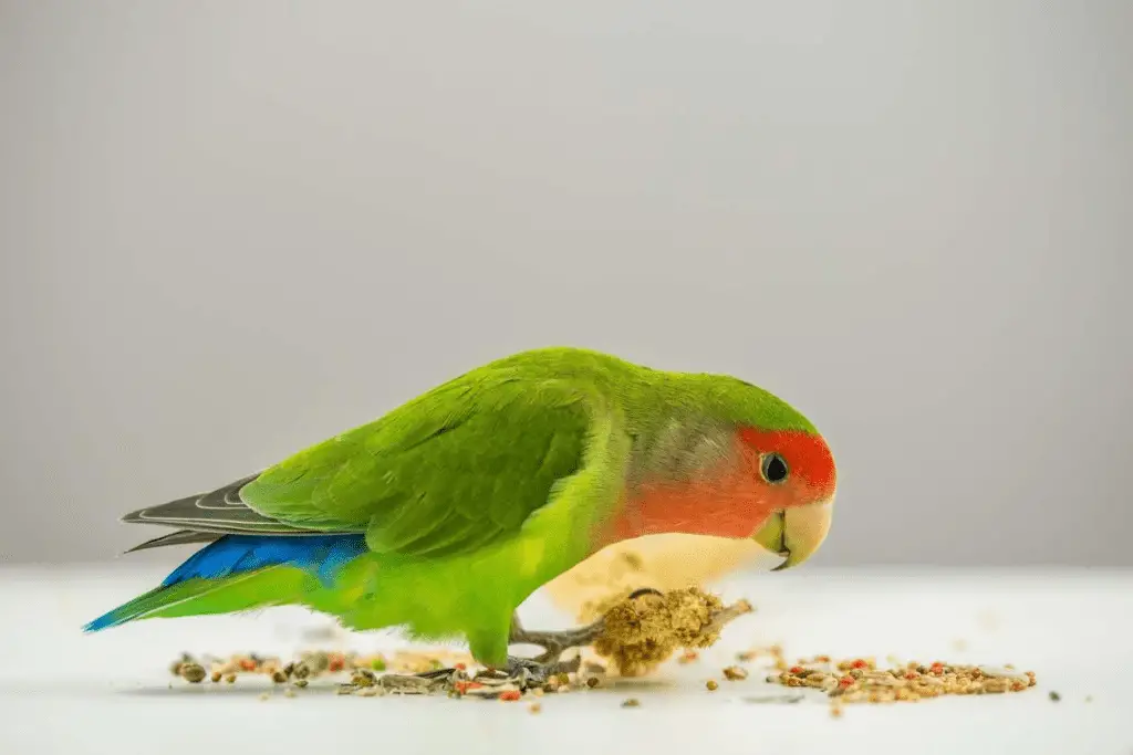 A lovebird eats some food in this close-up file photo. Learn about Lovebird longevity at Petrestart.com.