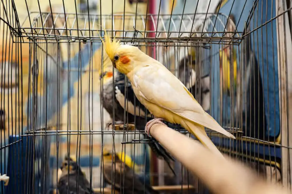 Other One-Time Expenses: Initial Supplies And Setup for Cockatiels like this one are explained at PetRestart.com.