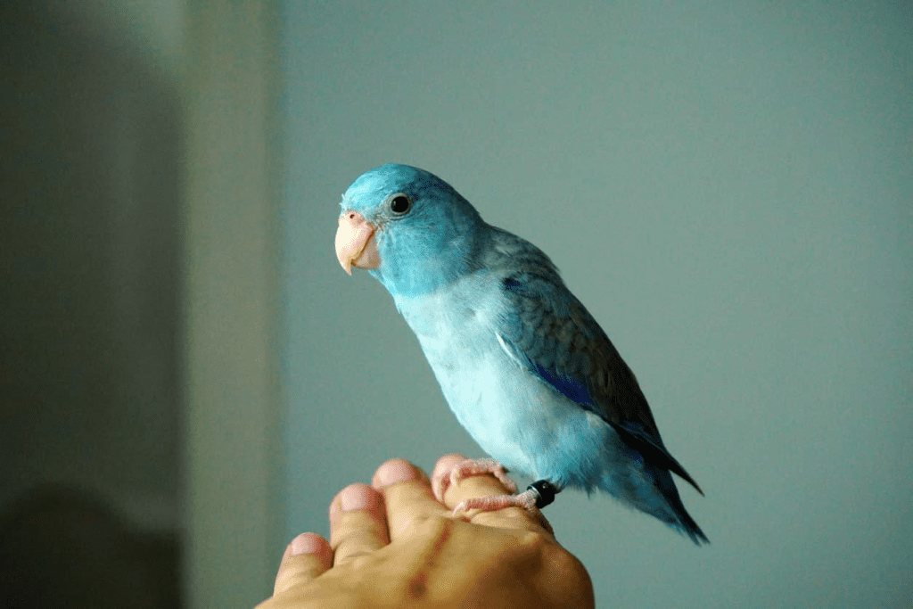 A pet parrotlet sits on their handler's hand in this file photo. Learn all about parrotlets at Petrestart.com.