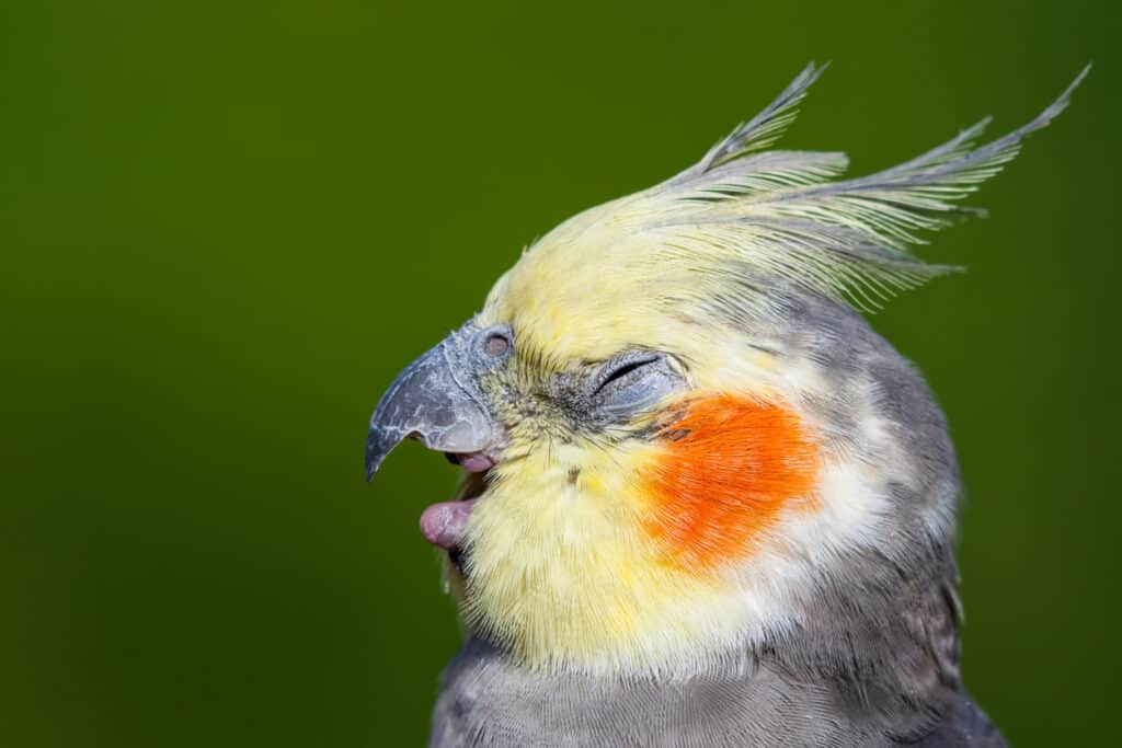 Getting a Cockatiel (the process) is explained with tips at PetRestart.com.