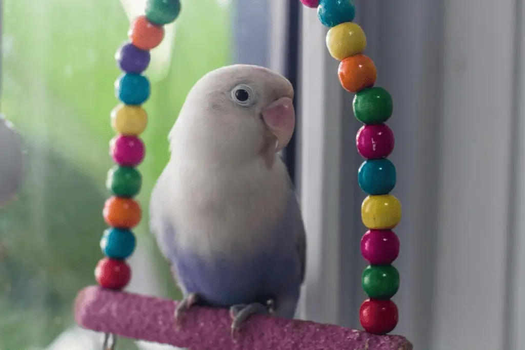 The Lifespan Of Lovebirds In Captivity is explained at Petrestart.com.