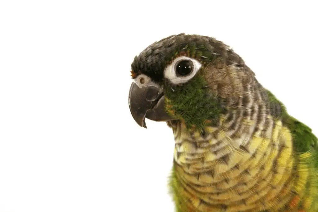 A closeup of a green-cheeked conure. Learn about these amazing parrots at petrestart.com.