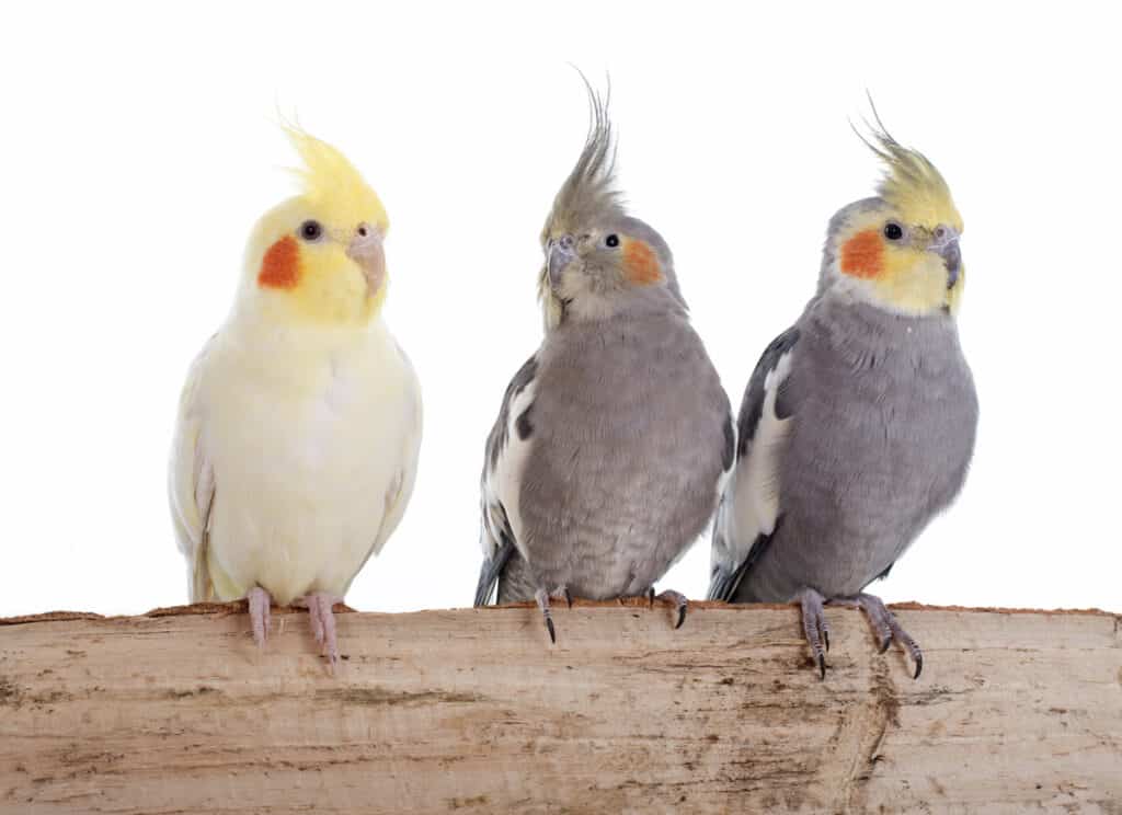 Where Can I Get A Cockatiel like one of those shown? Find out at PetRestart.com.