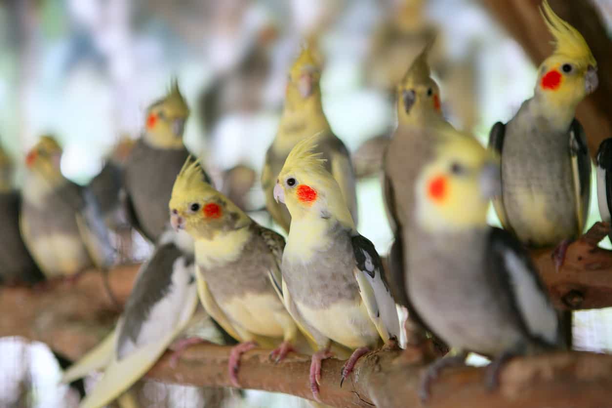 The Ultimate Cockatiel Price Guide (2023) by PetRestart.com.